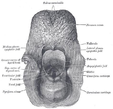 Aryepiglottic fold | Kathryn Coltrin