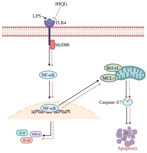 Pathogens Free Full Text The Role Of The Nuclear Factor Kappa B Nf