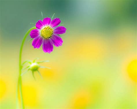 一花一世界：花卉攝影中的意境之美 每日頭條