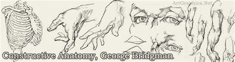 Ponto Do Desenho Constructive Anatomy George Bridgman Off