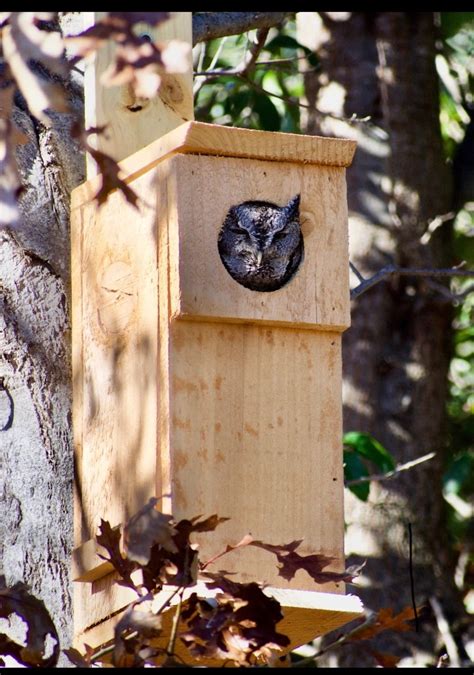 Great Horned Owl Nest Box