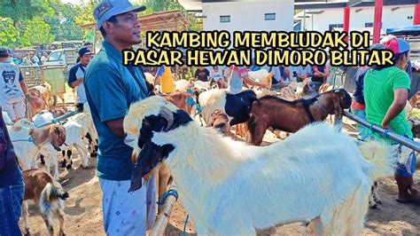 Harga Kambing Turun Harga Kambing Terbaru Hari Ini Pasar Hewan Dimoro