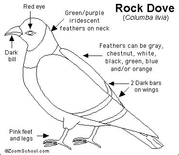 Pigeon Anatomy - Anatomy Reading Source