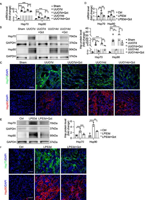 Quercetin Inhibits Hsp And Hsp In Vivo A Hsp And Hsp