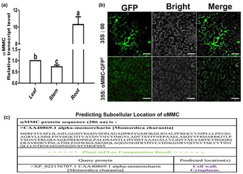 Subcellular Localization Of αmmc In Nicotiana Benthamiana A