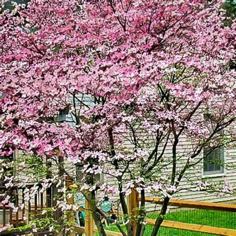 Dogwood - Stellar Pink - 202 Tree Center