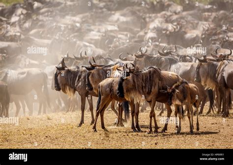 Maasai Mara, Kenya Stock Photo - Alamy