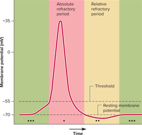 Absolute Relative Refractory Periods Flashcards Quizlet