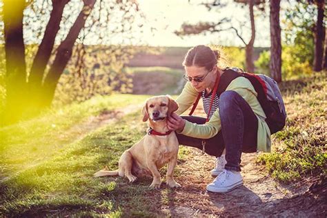 What Causes Ticks To Infest Your Pet And How To Prevent It