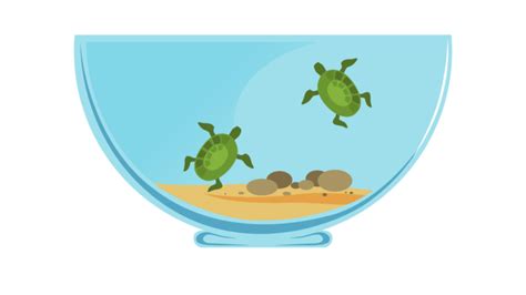 7 Best Turtle Tank Filters 2021 and How to choose a filter?