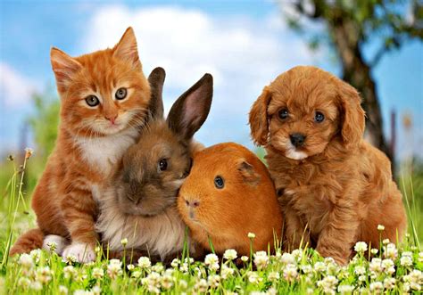 Puppies And Kittens Wallpaper - WallpaperSafari