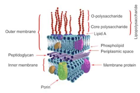 Bacterial Endotoxin Testing Perfectus Biomed