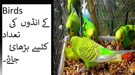 Budgies Breeding Formula In Urdu Hindi By XYZ Budgies Parrots YouTube