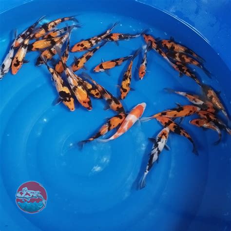 Jual Ikan Koi Blitar Grade Showa Hiutsuri Kohaku Koi Blitar Grade A