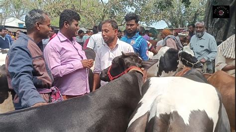 ২৭ মার্চ২৪ কত টাকা মন দরে চট্টগ্রামের ব্যবসায়ী মাংসের গরু কিনলেন ফাসিলা ডাঙ্গা হাটে Youtube