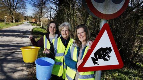 Toad Patrol Meet The Volunteers Who Help Amphibians Cross The Road