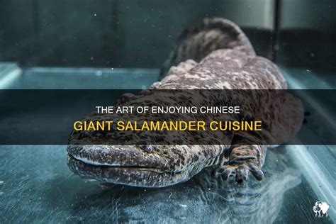 The Art Of Enjoying Chinese Giant Salamander Cuisine | PetShun