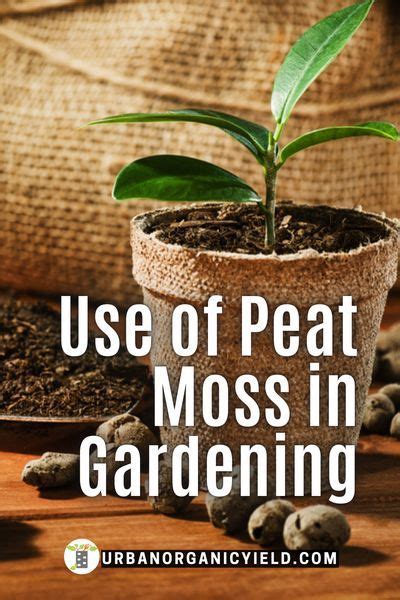 Peat Moss Uses in Gardens | Peat moss, Benefits of gardening, Peat