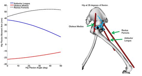 Hip Flexion Moment Arms Of The Gluteus Medius Adductor Longus And