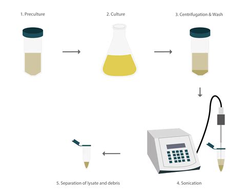 Team:EPFL/Description/Lysates - 2017.igem.org