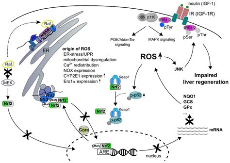 Ijms Free Full Text Effect Of Hepatitis Viruses On The Nrf2keap1