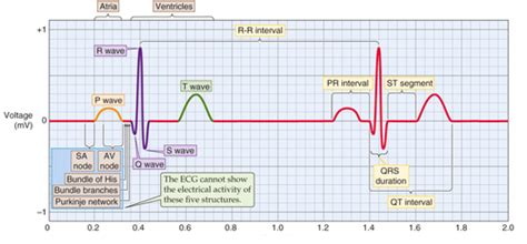 Cardiac Electrophysiology And Ecg Flashcards Quizlet