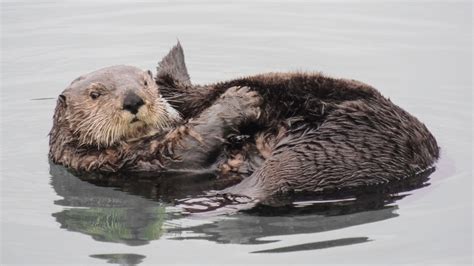 Elakha Alliance Response To USFWS Sea Otter Feasibility Assessment