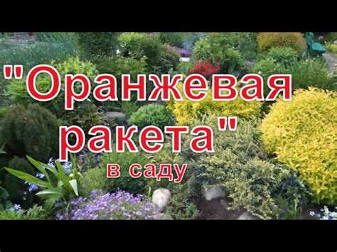 Оранж Рокет- один из самых красивых барбарисов - YouTube