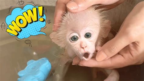 Cute Baby Monkey Ren Bathes With Ducklings Youtube