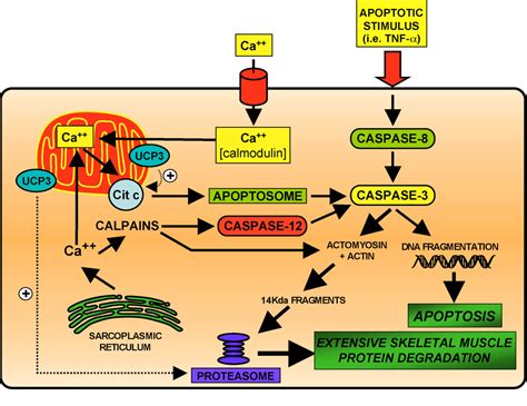 Table 1 From Apoptosis Signalling Is Essential And Precedes Protein