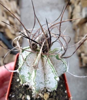 Astrophytum Capricorne V Major Cactus Shop