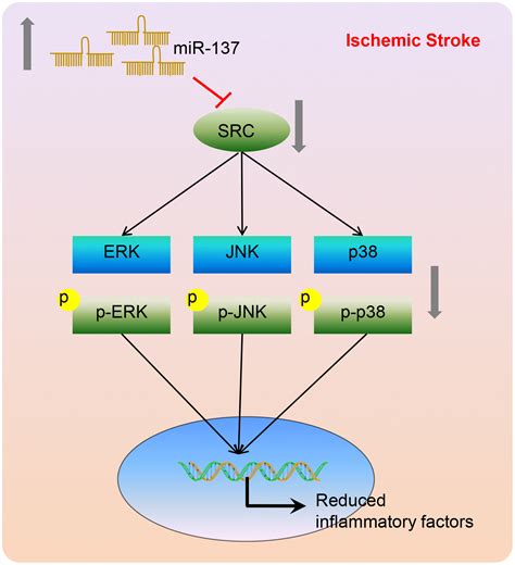 Mir 137 Prevents Inflammatory Response Oxidative Stress Neuronal