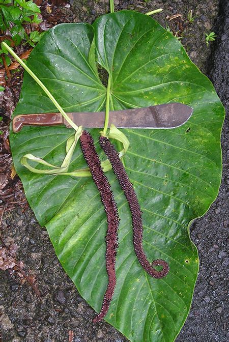 Anthurium Grandifolium