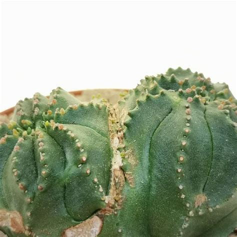 Euphorbia Obesa Tiger Form F Dicotomica Rare Form 10 Cm