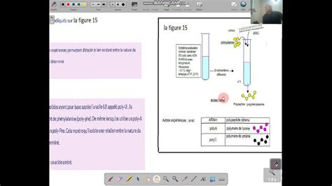 Svt L Information Genetique L Experience De Nirenberg Synthese Des