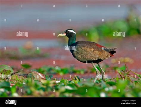 Bronze Winged Jacana Metopidius Indicus Hindu Leaf Chicken Animals