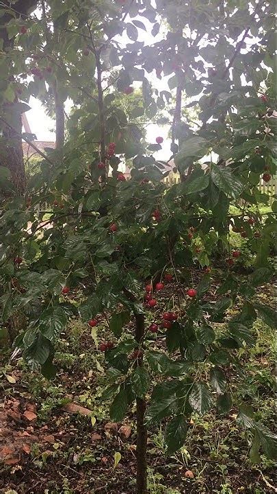 дерево вишня 🍒 - YouTube