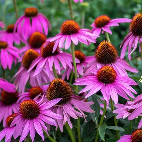 Zonnehoed Echinacea Purpurea Tuinplantenbezorgdnl