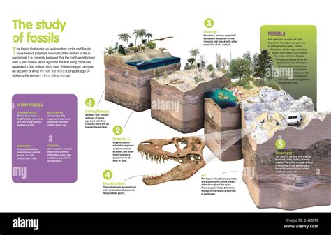 Infographic about the formation of fossils and their study ...