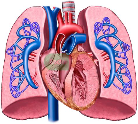 Heart And Lungs Diagram Labeled