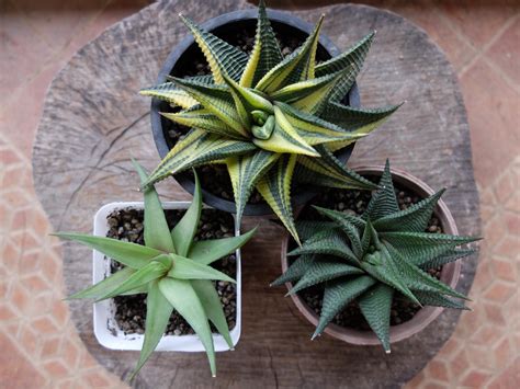 Best Haworthiopsis Images On Pholder Succulents Haworthia And