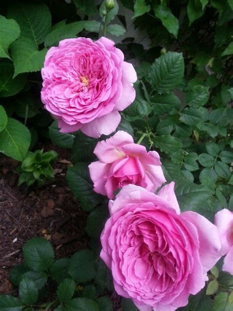 David Austin Rose Princess Alexandra Of Kent Princess Alexandra David