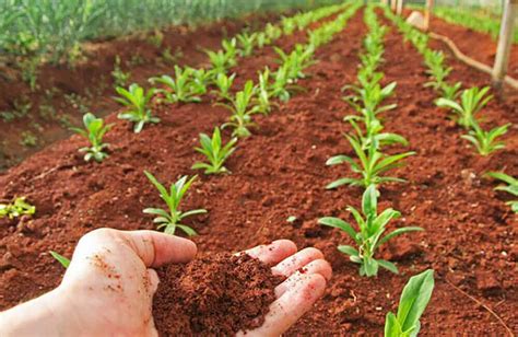 Cómo se limpia la tierra para sembrar 5 técnicas efectivas para