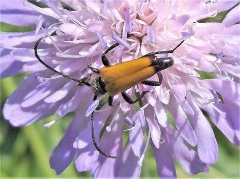 Schwarzspitziger Halsbock Paracorymbia Fulva Schwarzspit Flickr