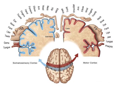 Phantom Limb Pain | Brainbook