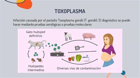 Toxoplasma Doctor Teco UDocz