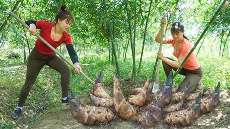 Harvesting Green Bamboo Shoot Goes To Market Sell Soak Bamboo Shoots