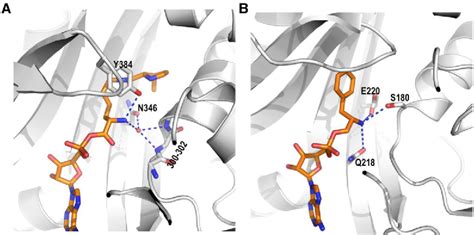 Figure 11 From Pyrrolysyl Trna Synthetase An Ordinary Enzyme But An