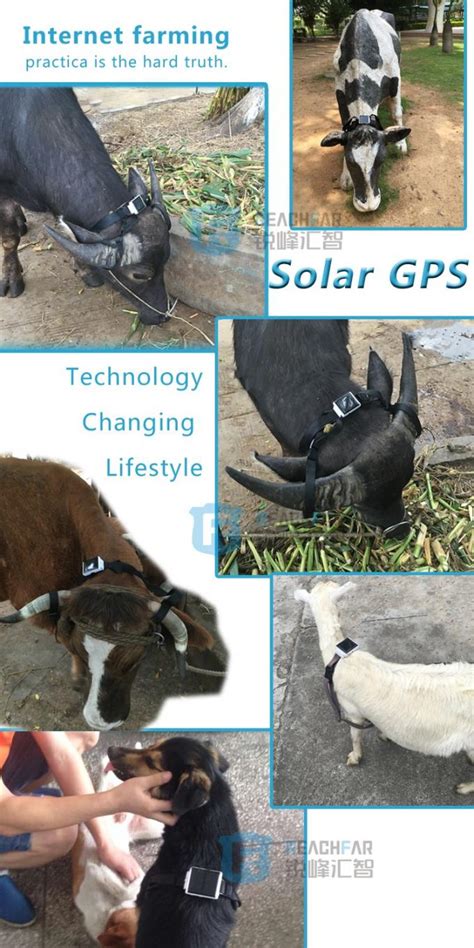 Reachfar solar powered cow gps tracker waterproof RF-V26