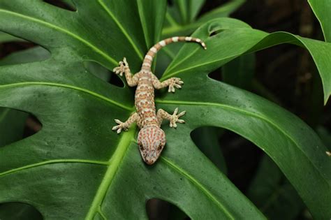 Premium Photo Gekko Is A Genus Of Southeast Asian Geckos Commonly